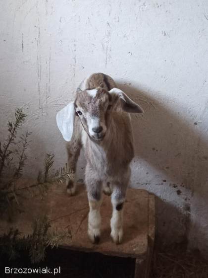 Koziołek z 20.  01.  2026