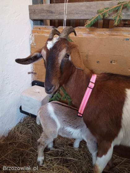 Koziołek z 20.  01.  2026