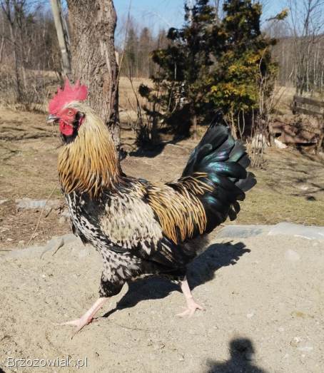 Sprzedam młodego koguta