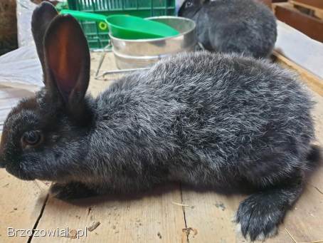 Królik Kalifornijski WJS wielki jasnosrebrzysty samce samice rasowe króliki