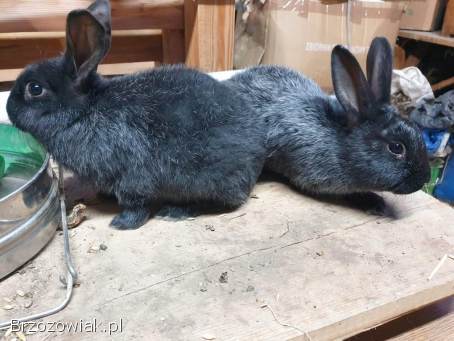 Królik Kalifornijski WJS wielki jasnosrebrzysty samce samice rasowe króliki