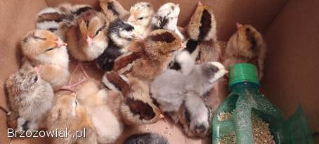 Kurczęta,  liliputy,  starodawne karzełek polski,  liliputki