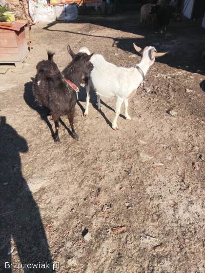 Sprzedam kozy