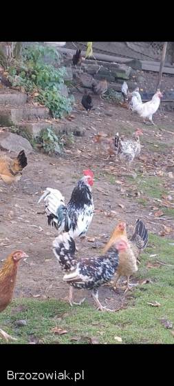 Jaja lęgowe liliput,  liliputki karzełek polski,