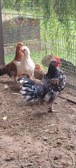 Jaja lęgowe liliput,  liliputki karzełek polski,