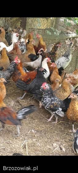 Jaja lęgowe liliput,  liliputki karzełek polski,