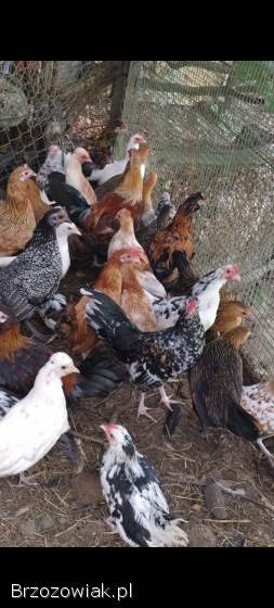 Jaja lęgowe liliput,  liliputki karzełek polski,