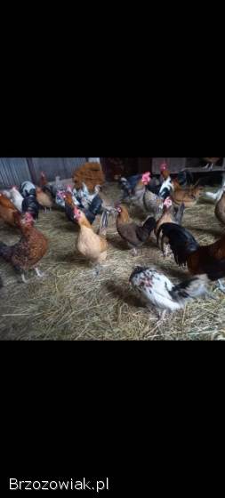 Jaja lęgowe liliput,  liliputki karzełek polski,