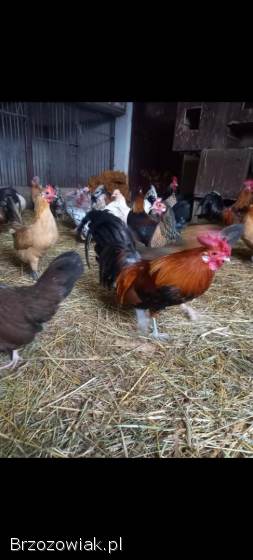 Jaja lęgowe liliput,  liliputki karzełek polski,