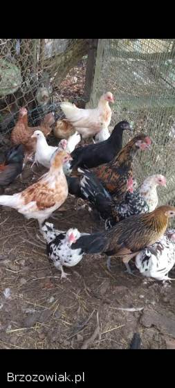 Jaja lęgowe liliput,  liliputki karzełek polski,