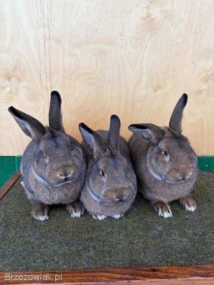 Króliki Wiedeńskie Szare