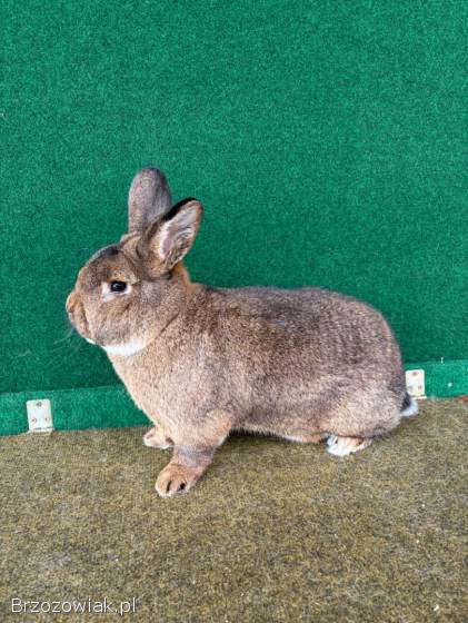 Króliki Wiedeńskie Szare