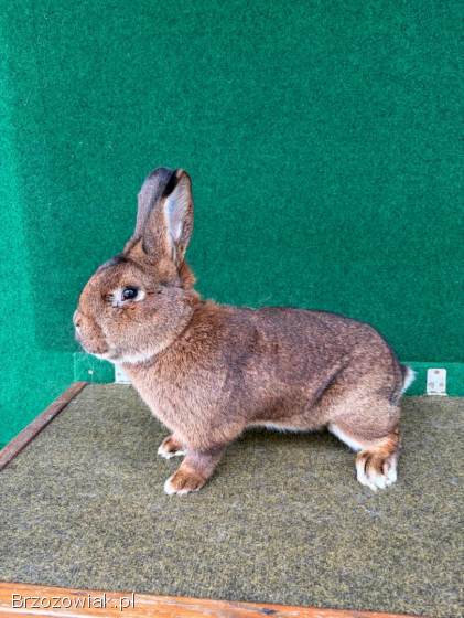 Króliki Wiedeńskie Szare