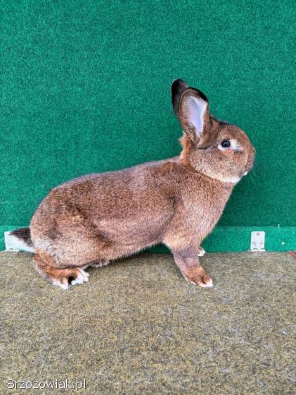 Króliki Wiedeńskie Szare