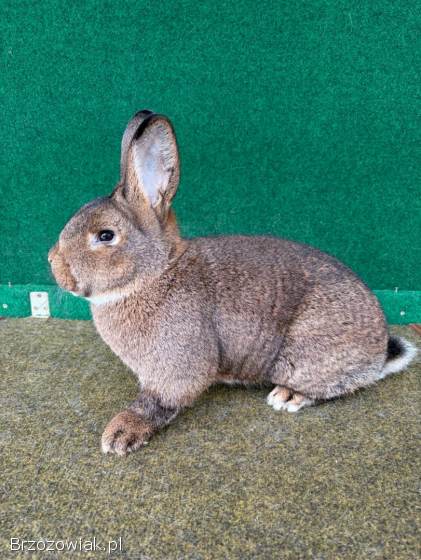 Króliki Wiedeńskie Szare