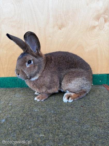 Króliki Wiedeńskie Szare