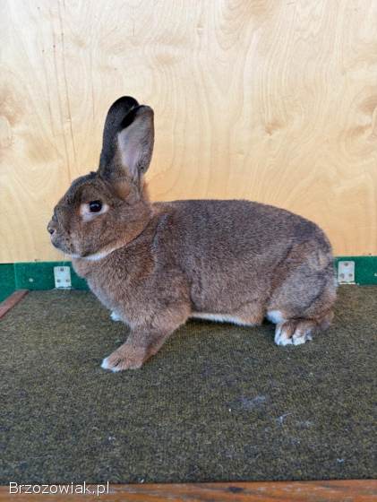 Króliki Wiedeńskie Szare
