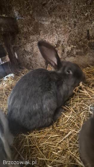 Króliki samiczki