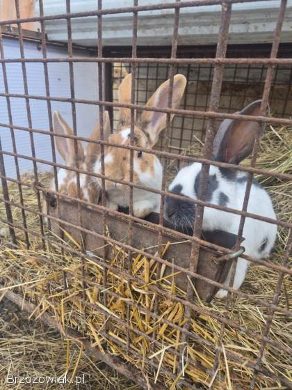 Olbrzym srokacz niebieski samce