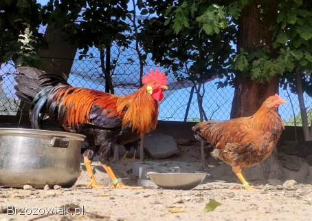 Kurczęta -  Kurka Włoszka -  Czystej Krwi -  Różnobarwne Kury