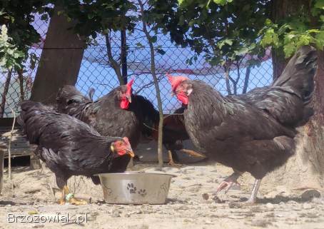 Kurczęta -  Kurka Włoszka -  Czystej Krwi -  Różnobarwne Kury