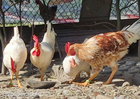 Kurczęta -  Kurka Włoszka -  Czystej Krwi -  Różnobarwne Kury