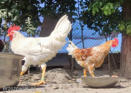 Kurczęta -  Kurka Włoszka -  Czystej Krwi -  Różnobarwne Kury