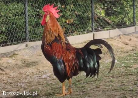 Kurczęta -  Kurka Włoszka -  Czystej Krwi -  Różnobarwne Kury