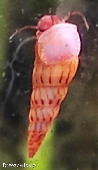 Ślimak akwariowy Świderek -  10 sztuk