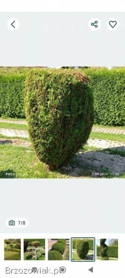Tuje rośliny ogrodowe