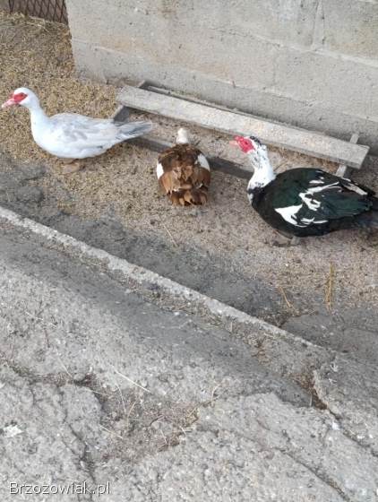 Jajka lęgowe kaczek francuskich w różnych barwach