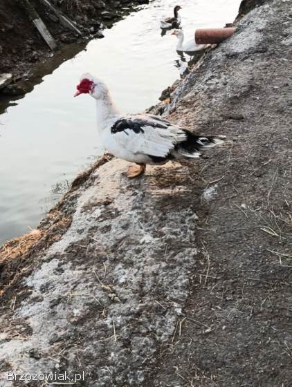 Jajka lęgowe kaczek francuskich w różnych barwach