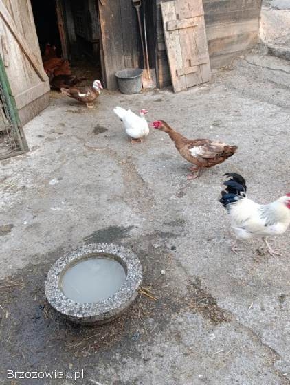 Jajka lęgowe kaczek francuskich w różnych barwach