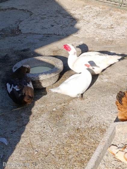 Jajka lęgowe kaczek francuskich w różnych barwach