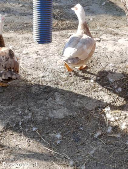 Jajka lęgowe kaczek francuskich w różnych barwach