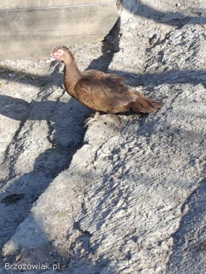 Jajka lęgowe kaczek francuskich w różnych barwach