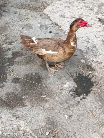 Jajka lęgowe kaczek francuskich w różnych barwach