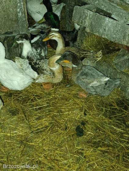 Jajka lęgowe kaczek Staropolskich,  Pekin,  śnieżka