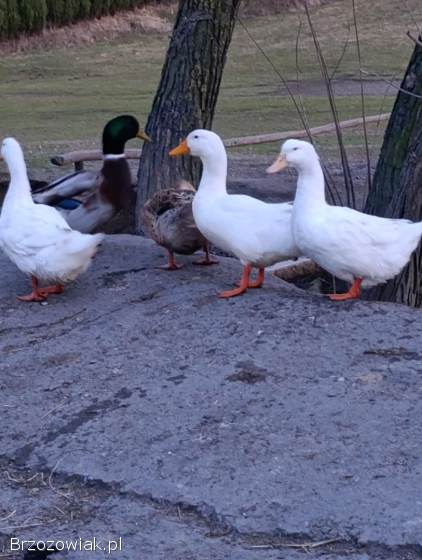 Jajka lęgowe kaczek Staropolskich,  Pekin,  śnieżka