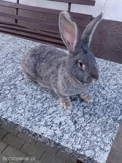 Olbrzym belgijski Niebieski samica