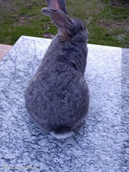 Olbrzym belgijski Niebieski samica