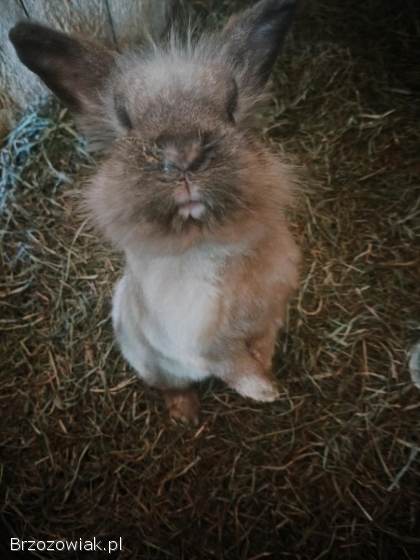 Sprzedam króliki miniaturki
