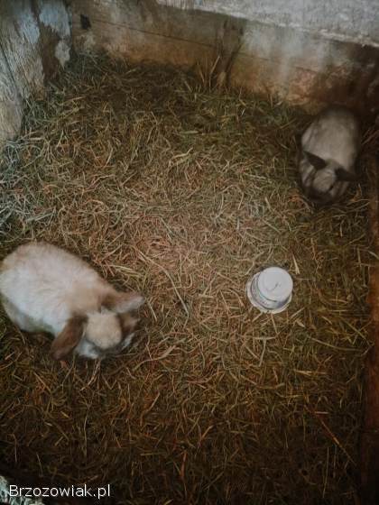 Sprzedam króliki miniaturki