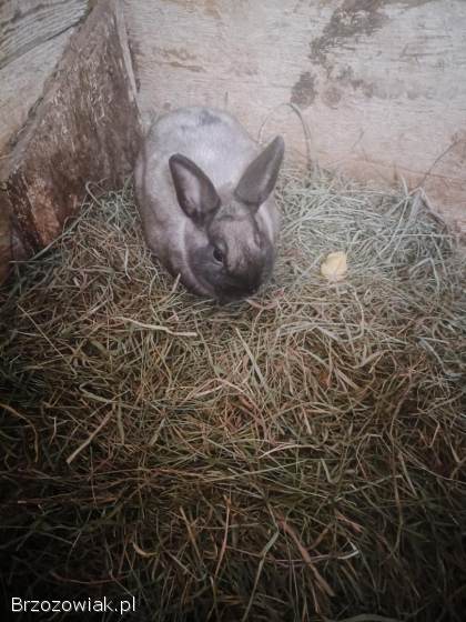 Sprzedam króliki miniaturki