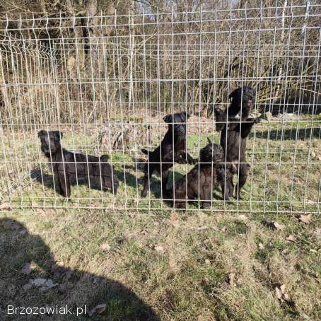 Sznaucer Miniaturowy szczeniaki