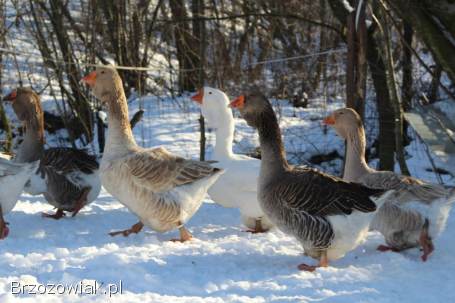 Jaja lęgowe gęsi chomogor i Tuluskie
