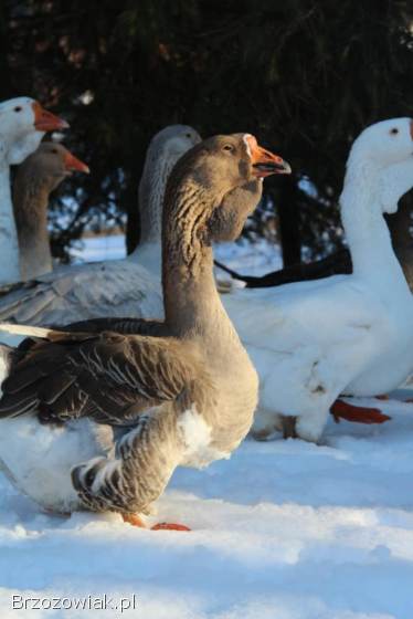 Jaja lęgowe gęsi chomogor i Tuluskie