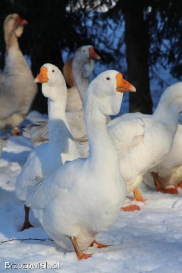 Jaja lęgowe gęsi chomogor i Tuluskie
