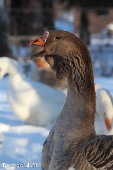 Jaja lęgowe gęsi chomogor i Tuluskie