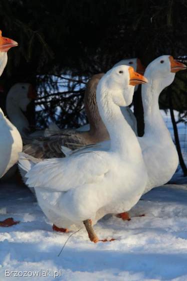 Jaja lęgowe gęsi chomogor i Tuluskie